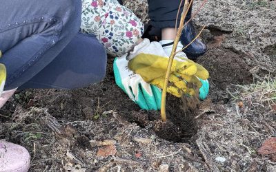 Chantier participatif de plantation